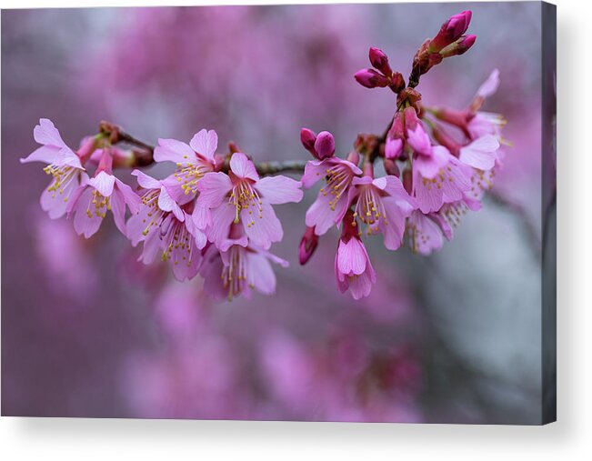 Cherry Blossoms Acrylic Print featuring the photograph Fresh Blossoms by Lara Morrison