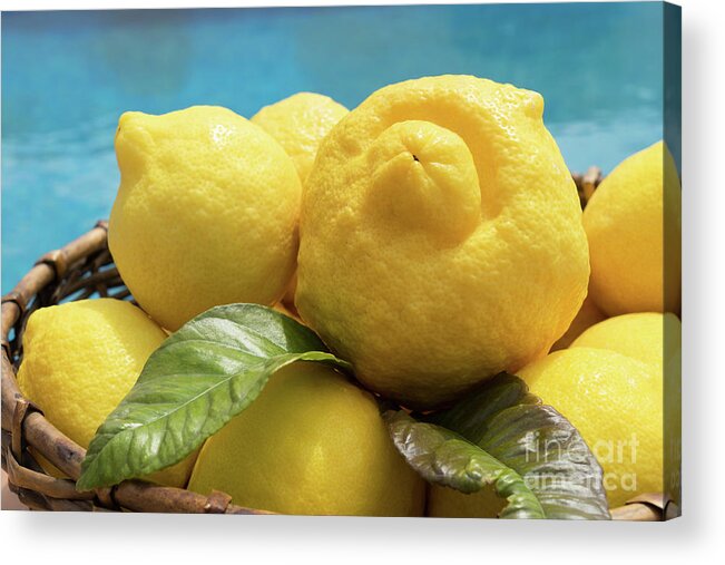 Lemon Tree Acrylic Print featuring the photograph Sunny yellow lemons in a basket by Adriana Mueller