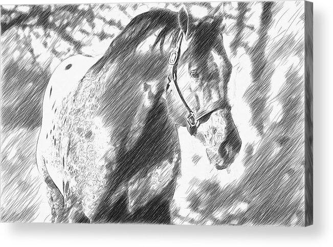 Appaloosa Acrylic Print featuring the digital art Friendly Appaloosa horse - pencil sketch effect by Nicko Prints
