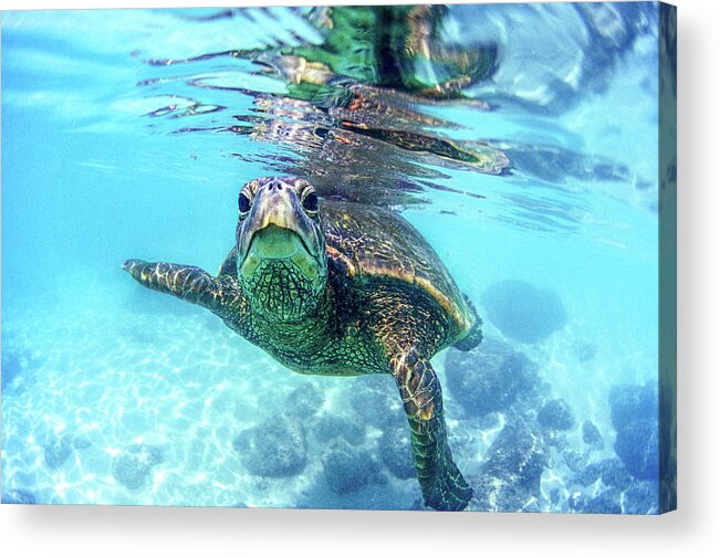 Sea Acrylic Print featuring the photograph friendly Hawaiian sea turtle by Sean Davey