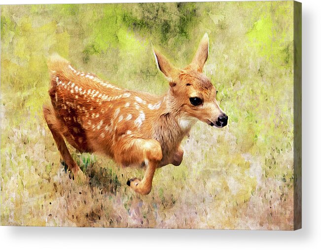 Fawns Acrylic Print featuring the photograph Frisky Fawn Watercolor by Peggy Collins