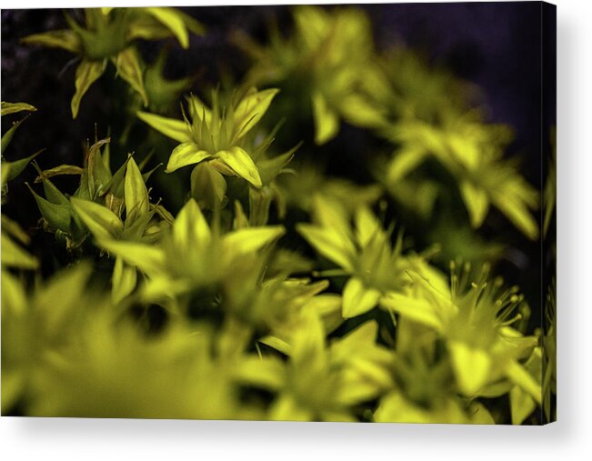 Flower Acrylic Print featuring the photograph From Outer Worlds by Bruce Davis