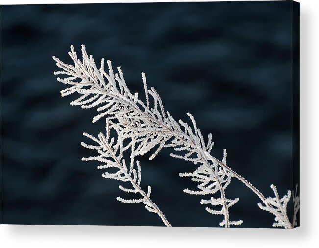 Frost Acrylic Print featuring the photograph Frost Covered Grasses by Linda Villers