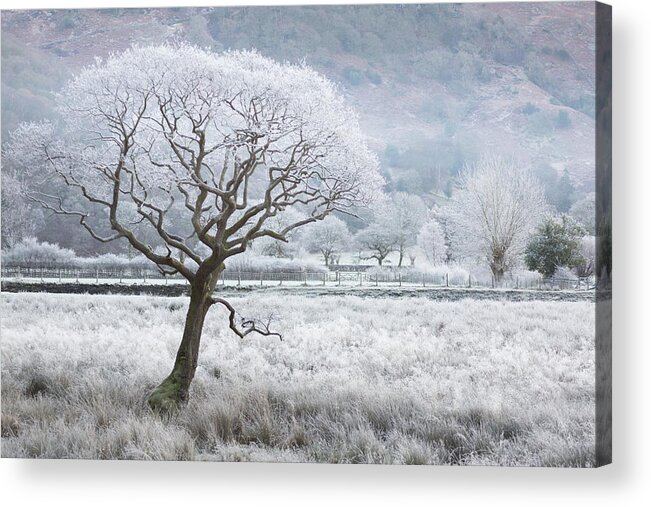 Frost Laced Tree Acrylic Print featuring the photograph Frost laced tree, winter's morning, Borrowdale, Lake District by Anita Nicholson