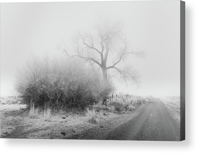 Nature Acrylic Print featuring the photograph Frosty Cottonwood in Fog - Monochrome by Mike Lee