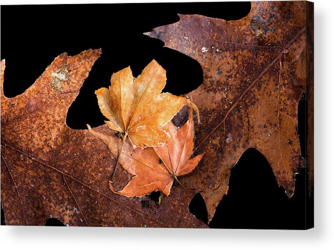 Leaves Acrylic Print featuring the photograph Frosty Leaves Together by Gary Slawsky