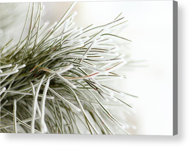 Branch Acrylic Print featuring the photograph Frosty Needles by Lens Art Photography By Larry Trager
