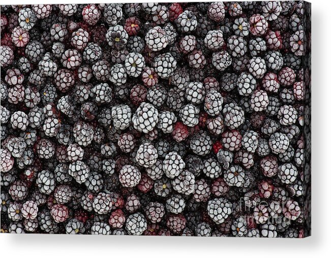 Frozen Blackberries Acrylic Print featuring the photograph Frozen Foraged Wild Blackberries by Tim Gainey