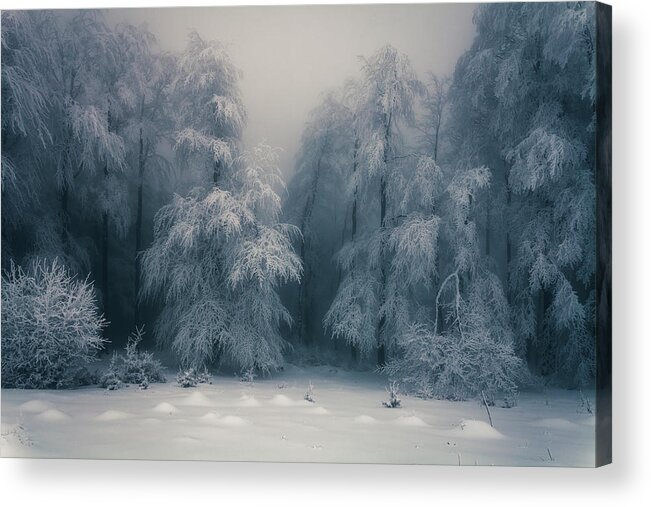 Mountain Acrylic Print featuring the photograph Frozen Forest by Evgeni Dinev