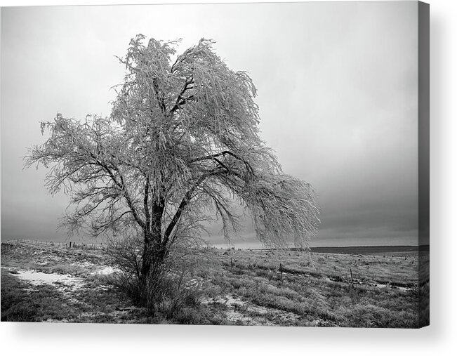 Frozen Acrylic Print featuring the photograph Frozen Tree-Black and White by Steve Templeton