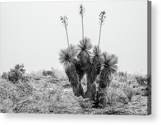 Orla Texas Yucca Ice Frozen Fog Black And White B&w Acrylic Print featuring the photograph Frozen Yucca by Peyton Vaughn