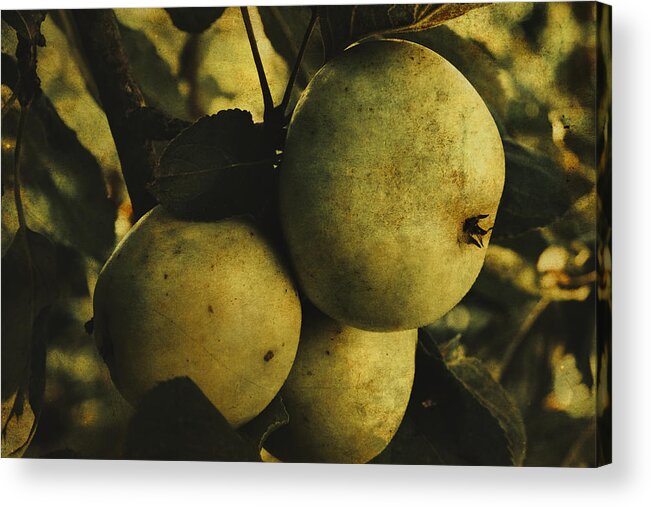 Apple Acrylic Print featuring the photograph Fruits by Yasmina Baggili