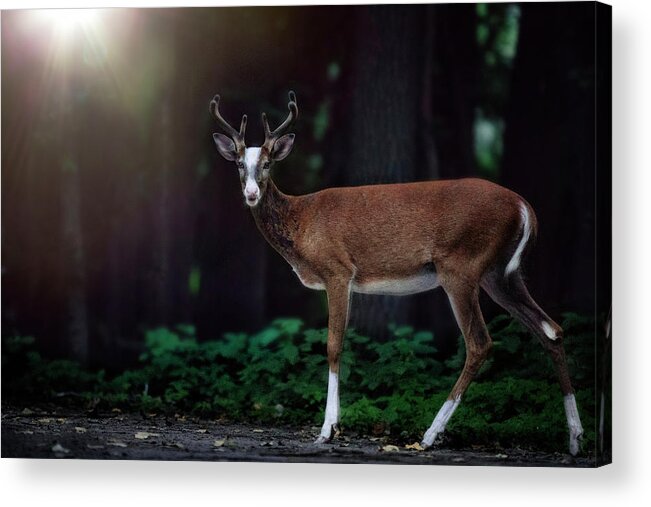 Ft.snellingminnesota Acrylic Print featuring the photograph Ft. Snelling Deer by Nicole Engstrom