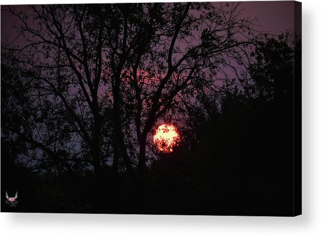 Tree Silhouettes Acrylic Print featuring the photograph Full Moon and Tree Silhouettes by Pam Rendall