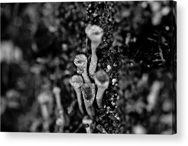 Sky Is The Limit Images Acrylic Print featuring the photograph Fungi Trees - BW by Becca Buecher