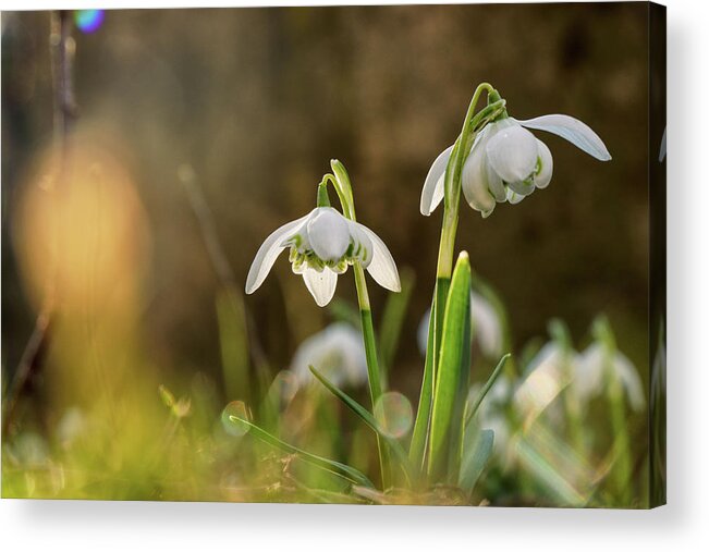 Galanthus Nivalis Acrylic Print featuring the photograph Galanthus Nivalis grows on garden and shoot in backlight. Yellow backlight. Sunshine on leaves. Spring flower. First beauty after winter by Vaclav Sonnek