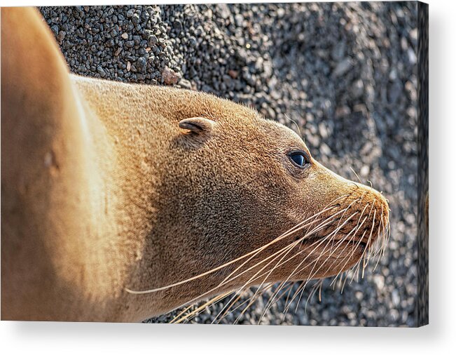 Ecuador Acrylic Print featuring the photograph Galapagos Fur Sea lion resting in the sun by Henri Leduc