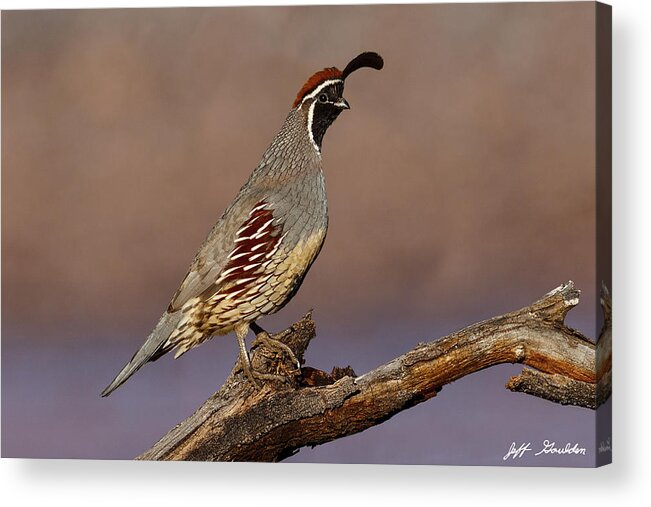 Animal Acrylic Print featuring the photograph Gambel's Quail Perched on a Branch by Jeff Goulden