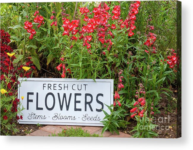 Flowers Acrylic Print featuring the photograph Garden flowers with fresh cut flower sign 0758 by Simon Bratt