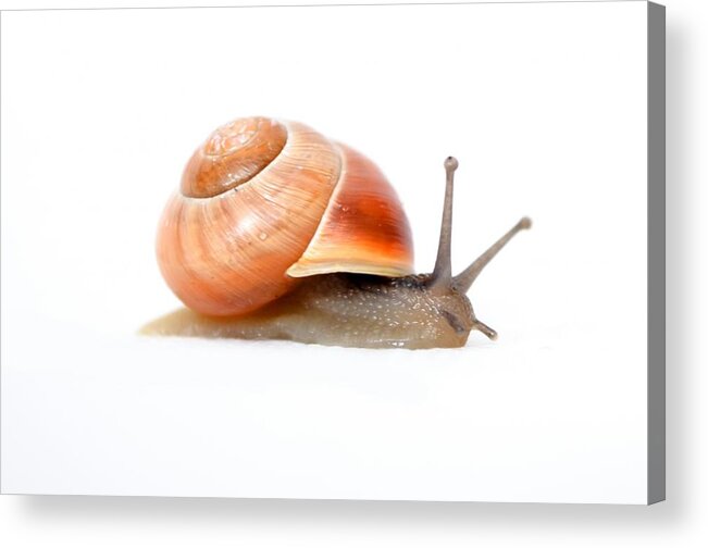 Snail Acrylic Print featuring the photograph Garden Snail by Les Classics