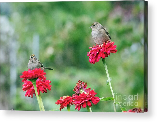 Kmaphoto Acrylic Print featuring the photograph Garden Sparrow Pair by Kristine Anderson