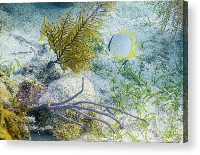 Animals Acrylic Print featuring the photograph Garden Spot by Lynne Browne