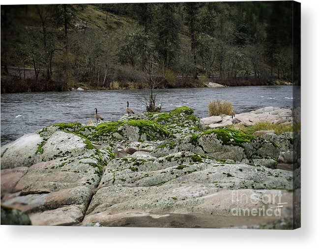 Geese Acrylic Print featuring the photograph Geese on the Rogue River IV by Theresa Fairchild