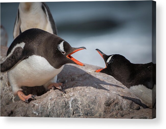 Penguin Acrylic Print featuring the photograph Gentoo Disagreement by Linda Villers