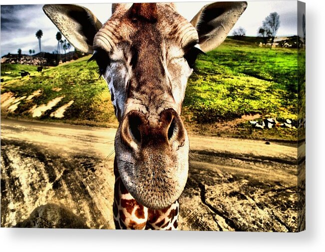Wildlife Acrylic Print featuring the photograph Geoff the Giraffe by Devin Wilson