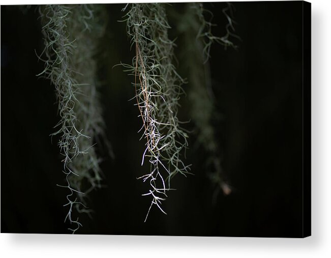 Moss Acrylic Print featuring the photograph Georgia Tree Moss by Dennis Dame