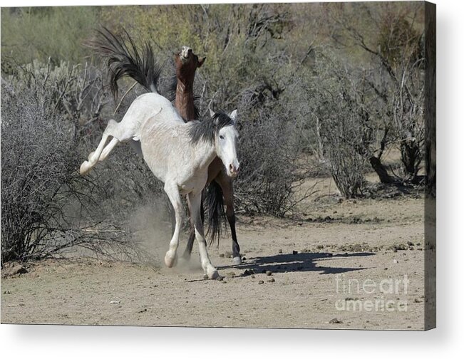 Salt River Wild Horses Acrylic Print featuring the digital art Get Back by Tammy Keyes