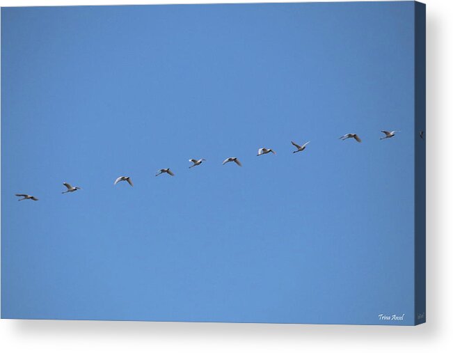 Geese Acrylic Print featuring the photograph Get Your Geese in a Row by Trina Ansel