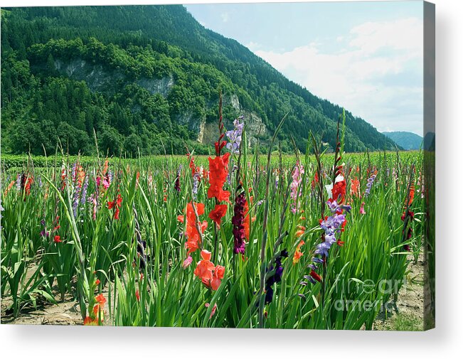 Purple Acrylic Print featuring the photograph Gladiolus Fields by Paolo Signorini