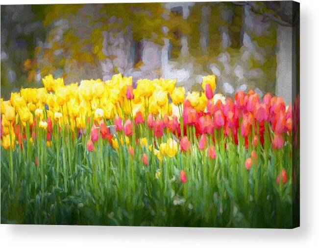 Tulips Acrylic Print featuring the mixed media Glorious Tulips Oil Painting by Susan Rydberg