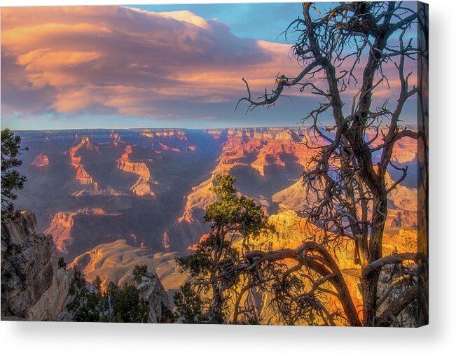 Arizona Acrylic Print featuring the photograph Gnarled juniper on Canyon Rim by Jeff Folger
