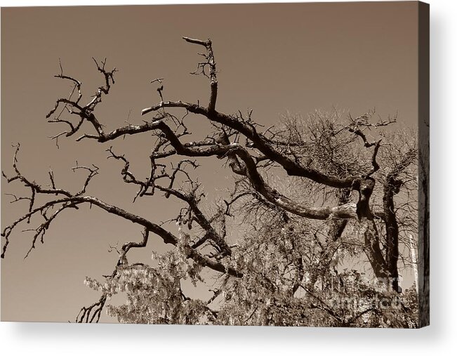 Branches Acrylic Print featuring the photograph Gnarled Old Hands by Kimberly Furey