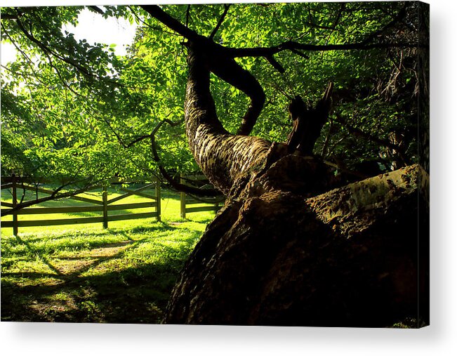 Afternoon Sun Acrylic Print featuring the photograph Gnarled Tree and Rustic Fence in Golden Hour by Steve Ember