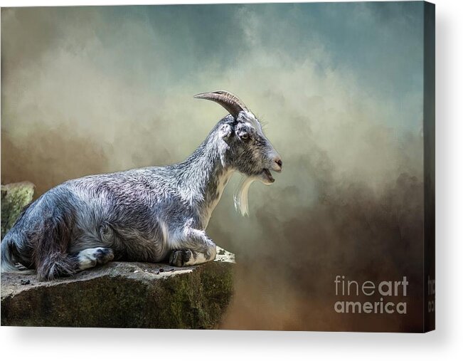 Goat Acrylic Print featuring the photograph Goat Resting by Eva Lechner