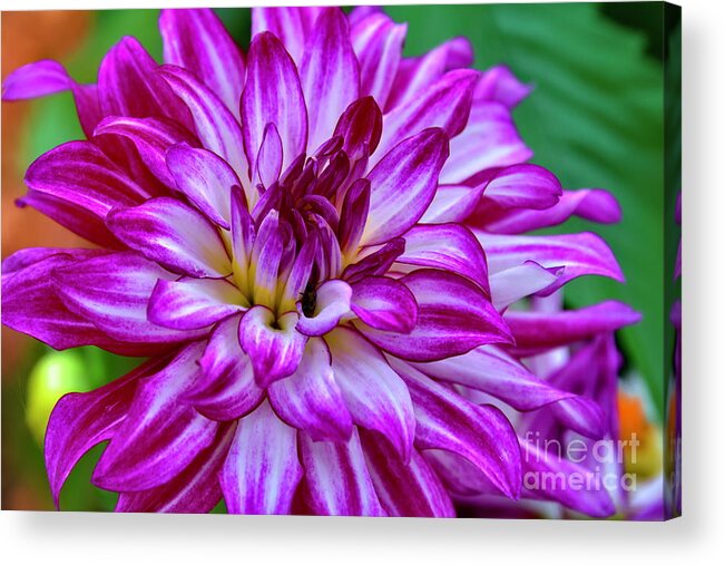 Flower Acrylic Print featuring the photograph GoGo Two Tone Dahlia by Diana Mary Sharpton