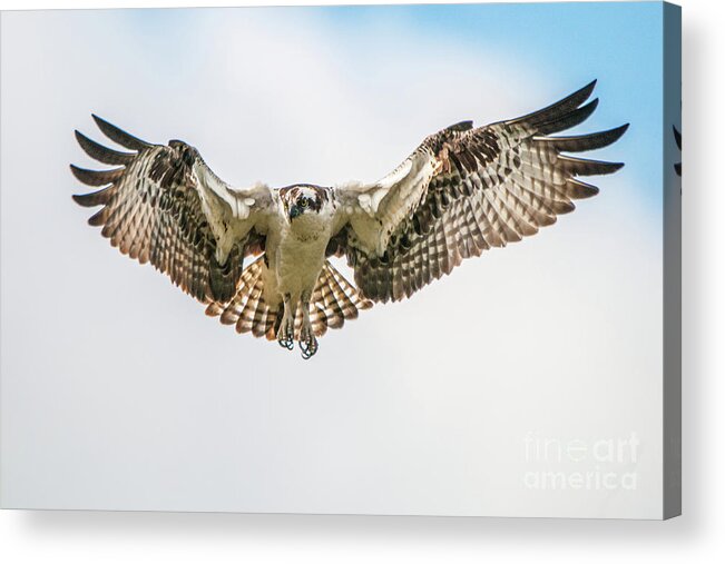 Osprey Acrylic Print featuring the photograph Going Fishing by Craig Leaper