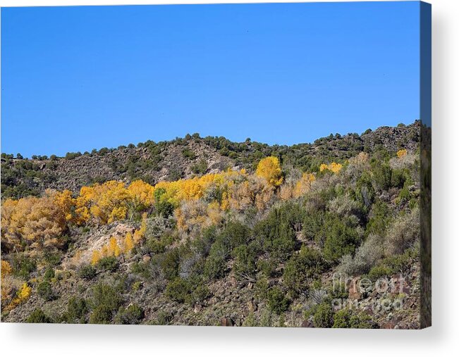 Jon Burch Acrylic Print featuring the photograph Gold and Blue by Jon Burch Photography