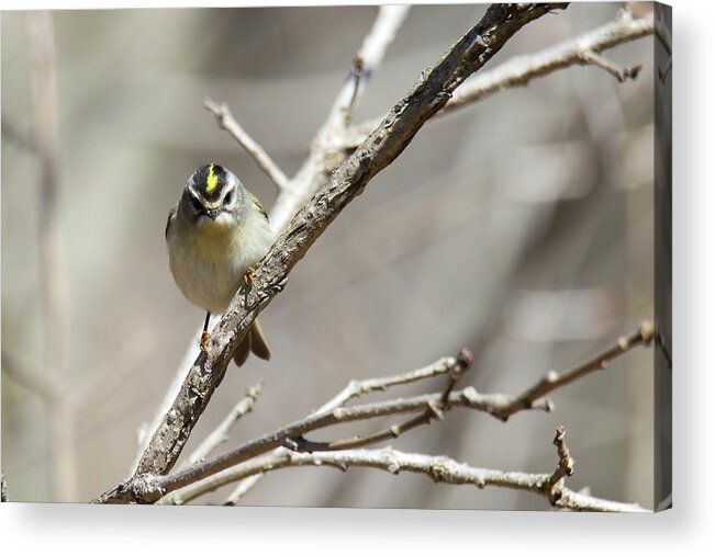 Gold Crowned Kinglet Acrylic Print featuring the photograph Gold Crowned Kinglet by Brook Burling