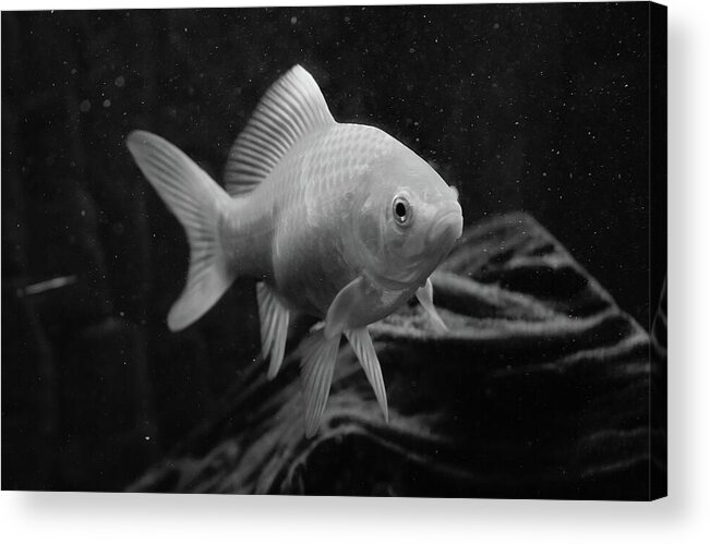 Goldfish Acrylic Print featuring the photograph Gold in Mono by Neil R Finlay