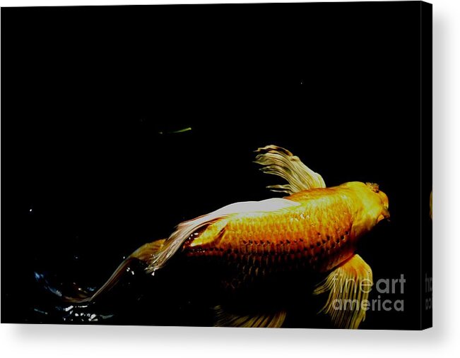 Gold Koi Photograph Acrylic Print featuring the photograph Gold Koi Against the Darkness by Expressions By Stephanie