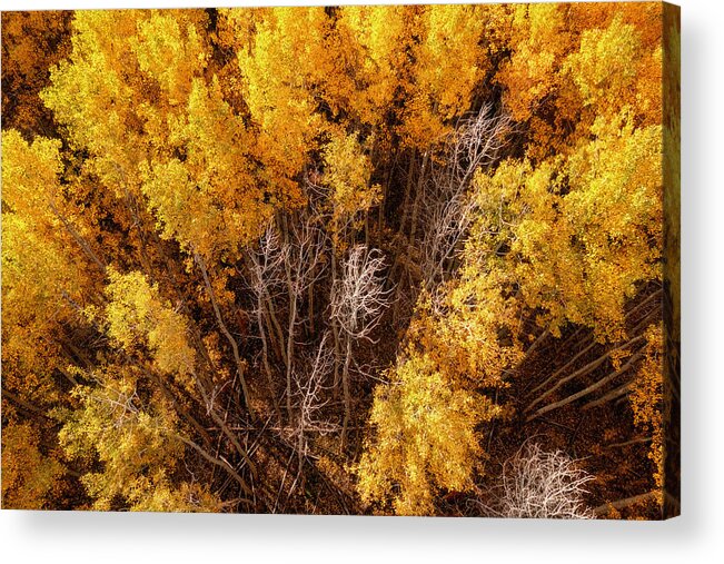 Fall Colors Acrylic Print featuring the photograph Golden Aspen Forest Aerial Design by Christopher Johnson