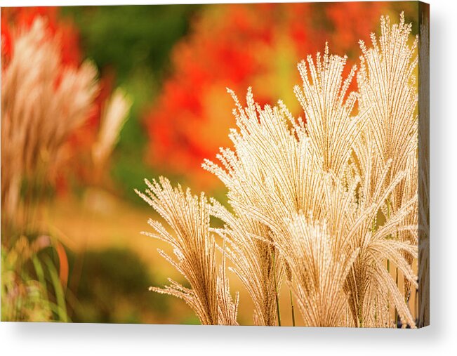 New Hampshire Acrylic Print featuring the photograph Golden Autumn Grass by Jeff Sinon