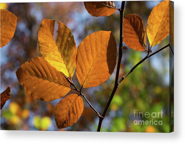 Leaves Acrylic Print featuring the photograph Golden brown leaves by Adriana Mueller