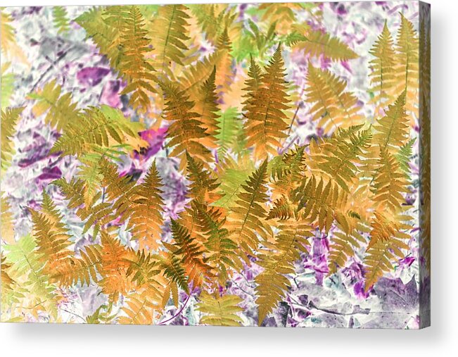 Ferns Acrylic Print featuring the photograph Golden Ferns by Missy Joy