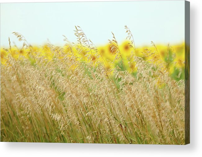 Sunflower Acrylic Print featuring the photograph Golden Horizon by Lens Art Photography By Larry Trager