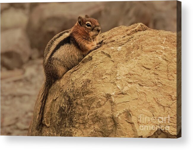 Squirrel Acrylic Print featuring the photograph Golden-mantled Ground Squirrel Perched on a Rock by Nancy Gleason